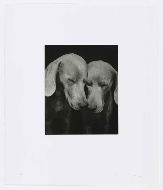 William Wegman, Reflectional, 2002. Photogravure, 26-1/4 x 22-1/2 inches. Edition: 20; XLV. Photo by Will Lytch.